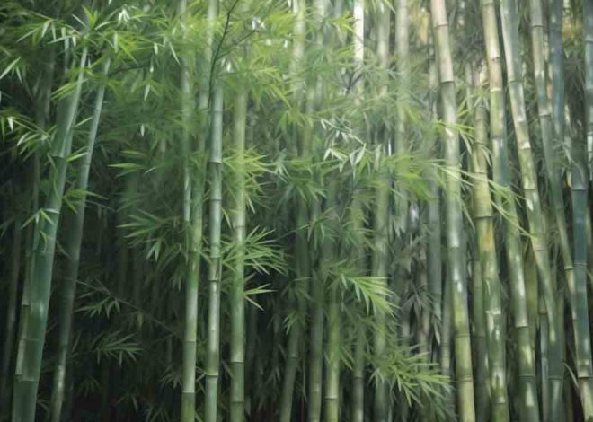 甜竹经济价值和种植技术：深圳某超市甜竹笋干59.8元/斤，亩产量就能达到6千斤！